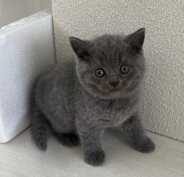 Britse Korthaar Kittens, Kater, Ontwormd, 0 tot 2 jaar