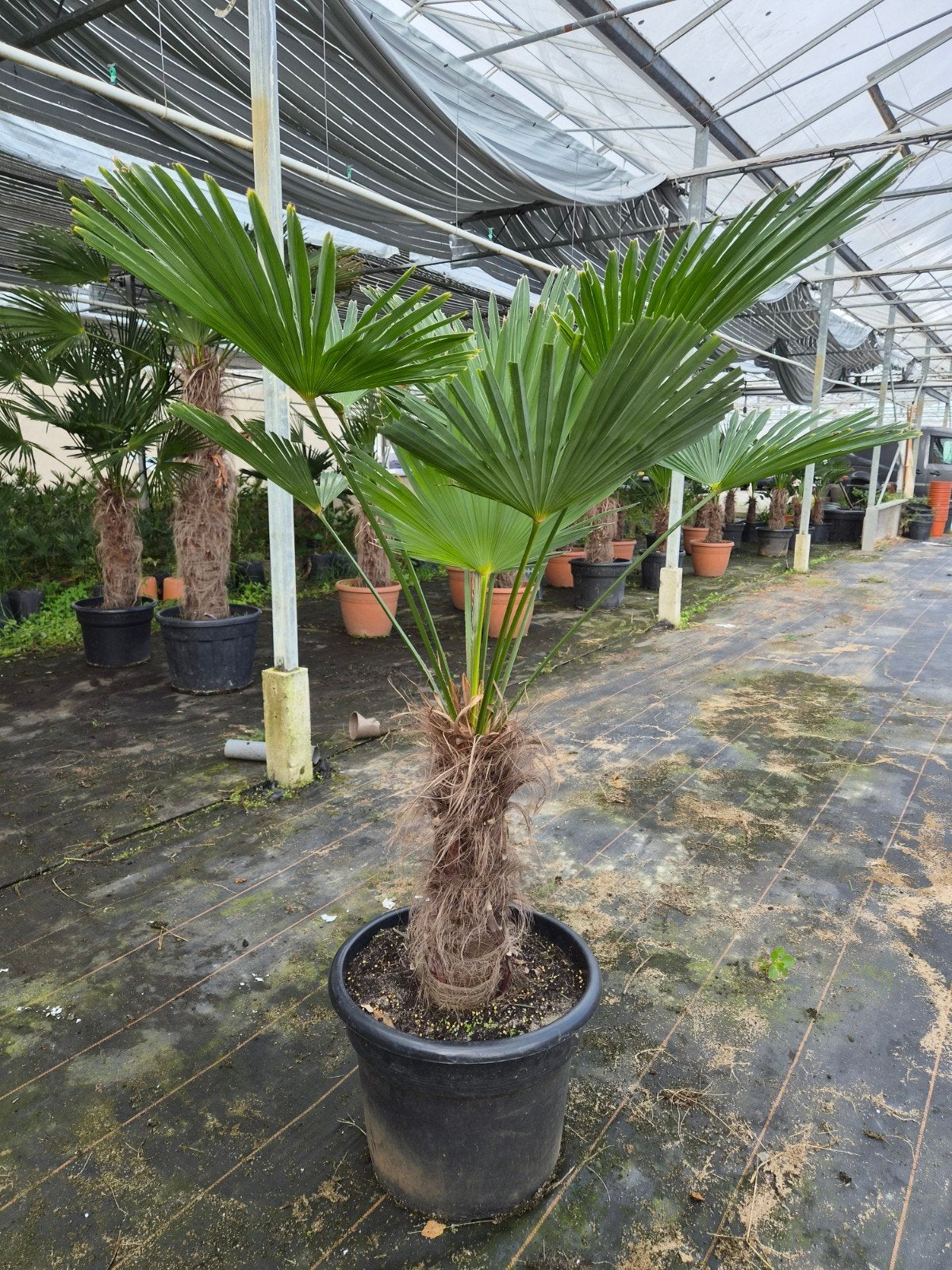 Palm, Trachycarpus WAGNERIANUS, winterhard, Tuin en Terras, Halfschaduw, 100 tot 250 cm, Zomer, Palmboom