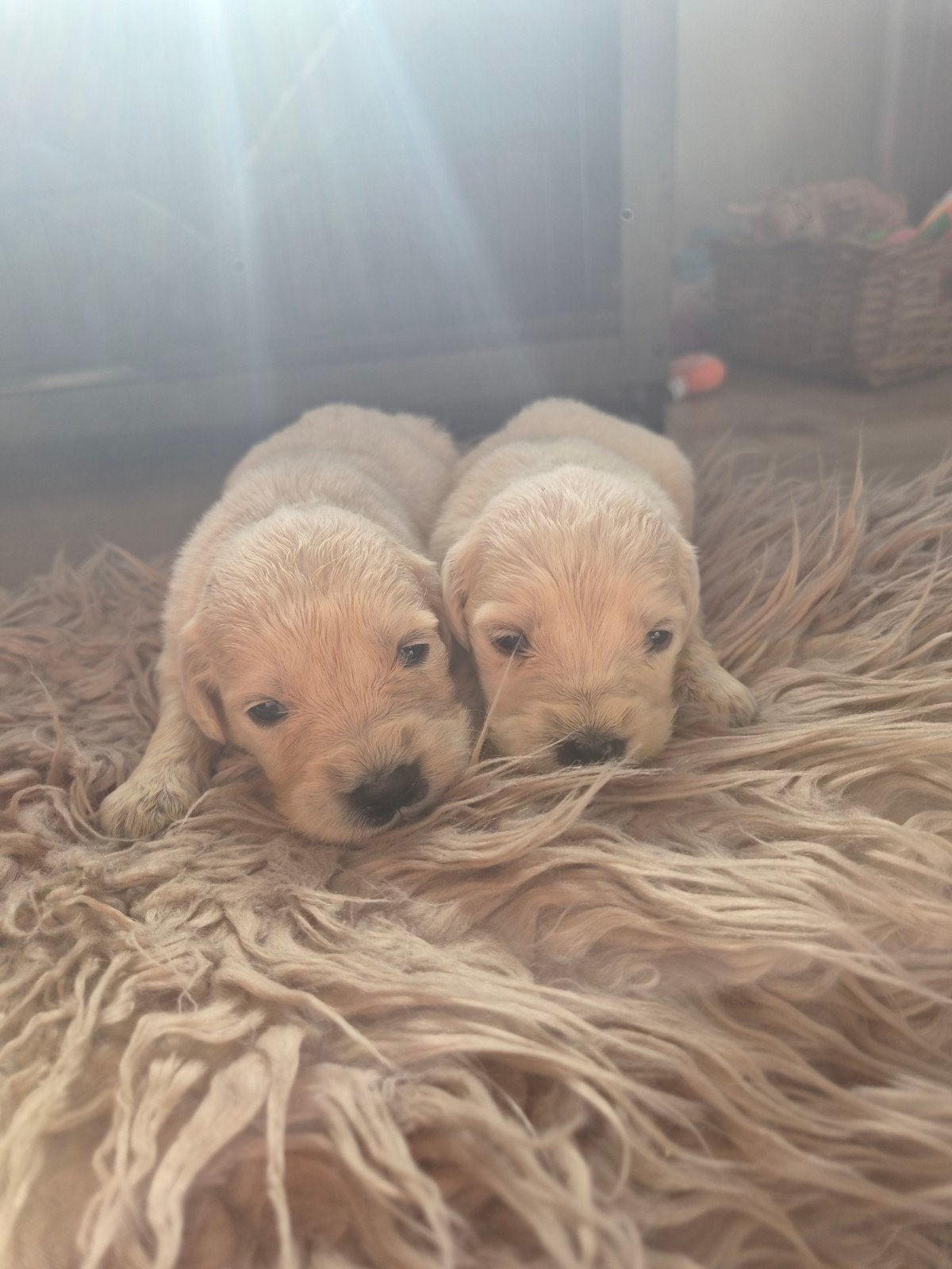 Prachtige raszuivere golden retrievers., Dieren en Toebehoren, Golden retriever, 8 tot 15 weken, Parvo, Meerdere