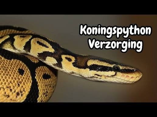 Ik verzorg gratis uw konings python, Dieren en Toebehoren, Slang, Met terrarium, 0 tot 2 jaar