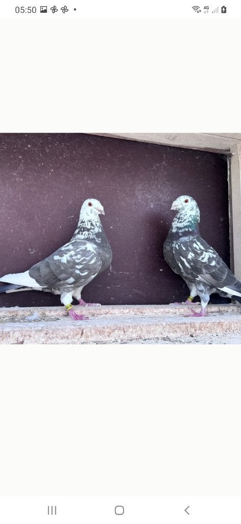 Duiven, Dieren en Toebehoren, Vogels | Duiven, Meerdere dieren, Overige soorten