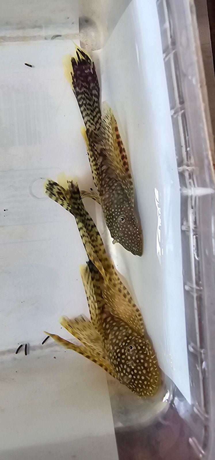 L144 Longfin koppel wild kleur, Dieren en Toebehoren, Vis, Zoetwatervis