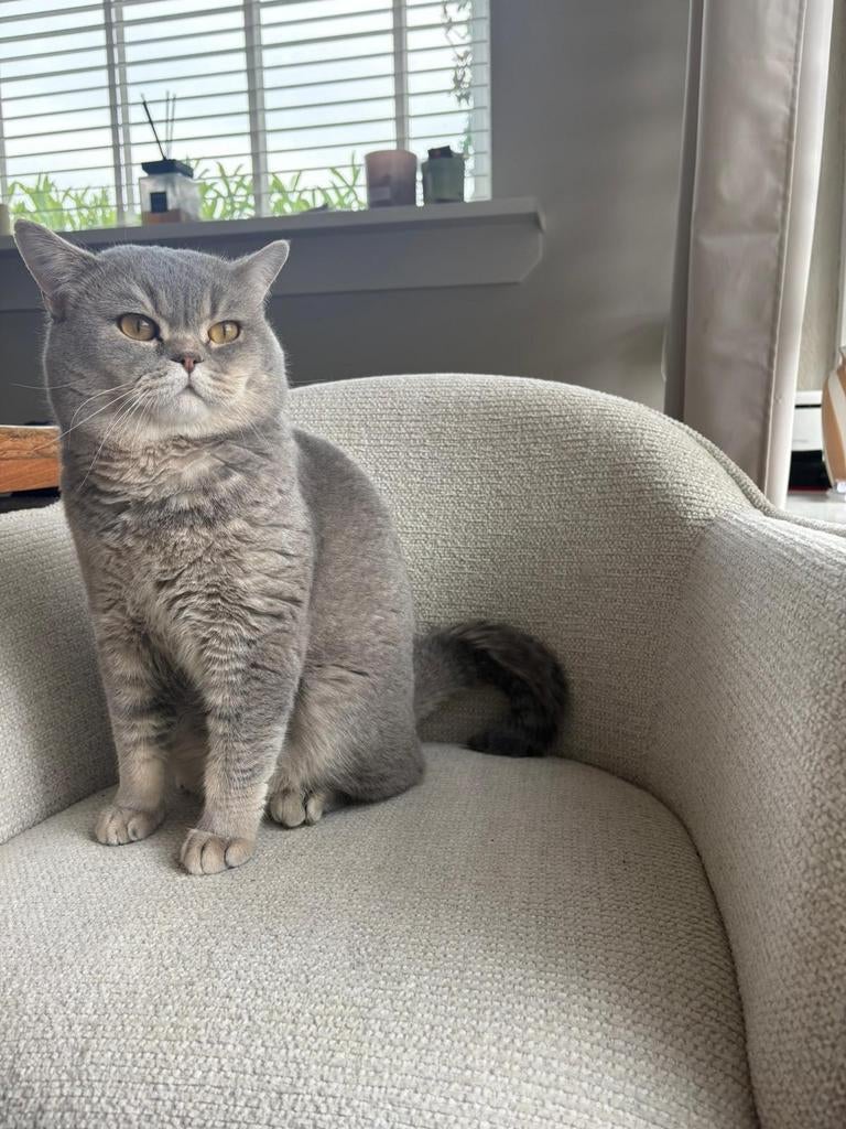 Britse korthaar, Kater