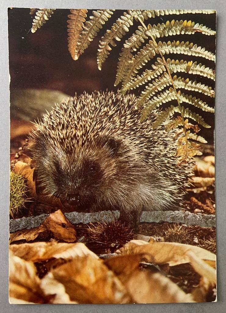 Egel, Ophalen of Verzenden, Ongelopen, Wild dier