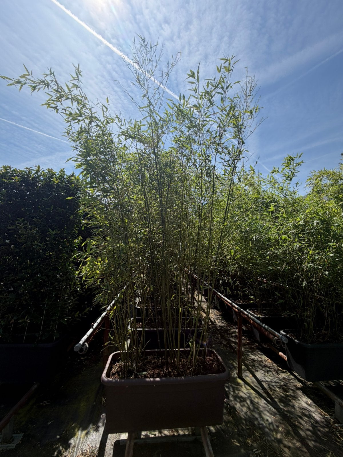 Bamboe Phyllostachys bisetti hagen, Ophalen, Bloeit niet, Halfschaduw, Overige soorten