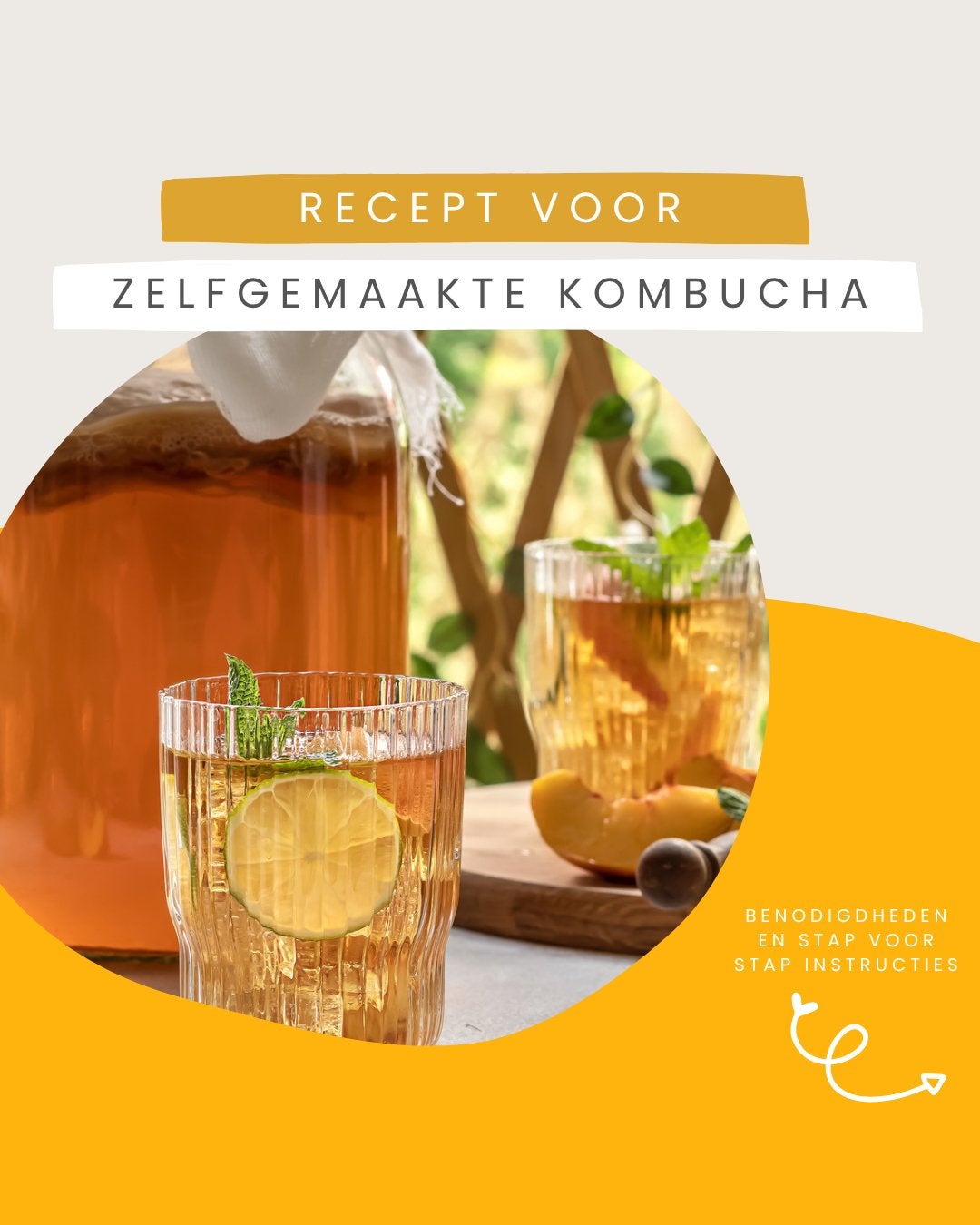 Organic SCOBY Kombucha + instructies, Ophalen