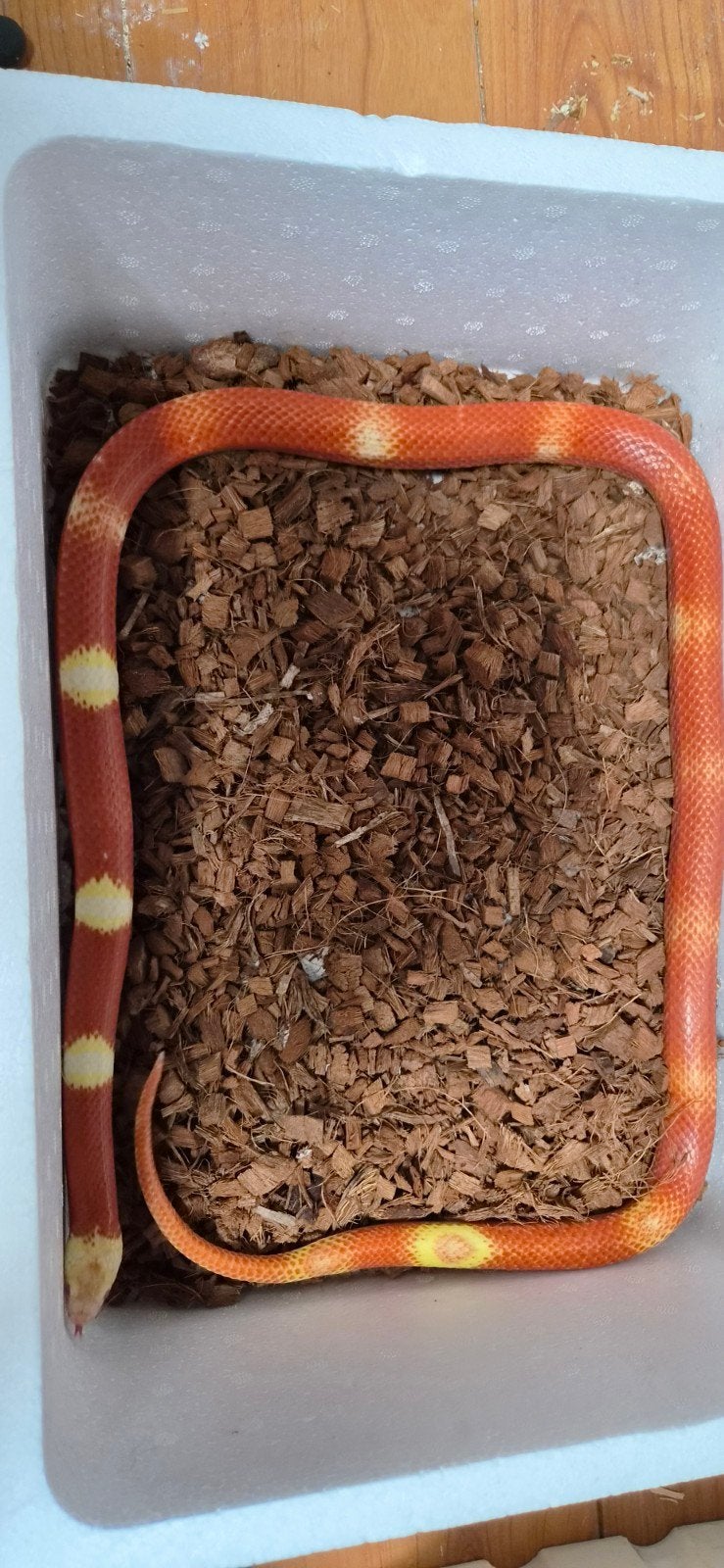 Mooie Lampropeltis (melkslang) Milk Snake - unknown for sale from arno
