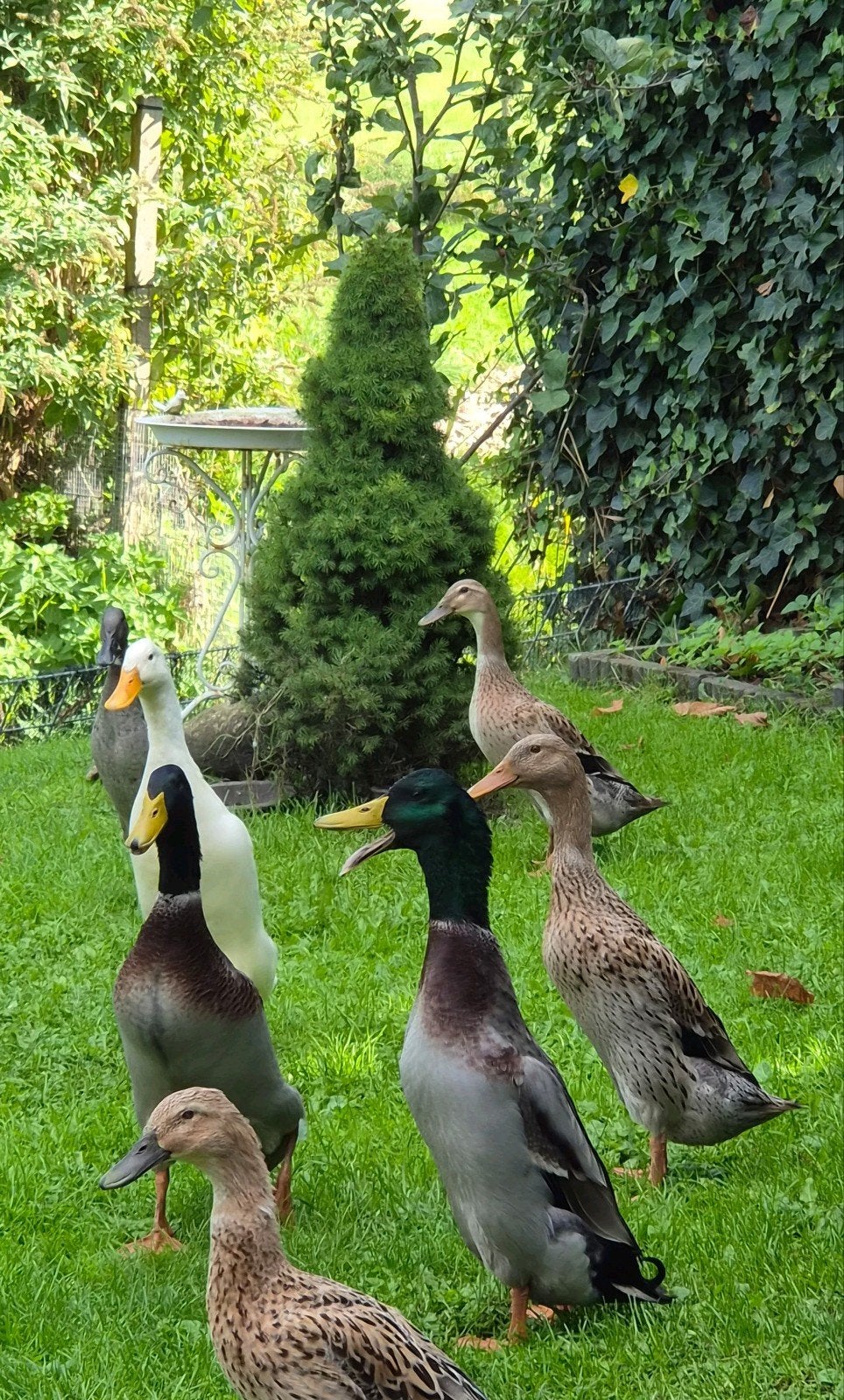 Diverse loopeenden: 4 mannetjes en 2 vrouwtjes, Meerdere dieren, Eend