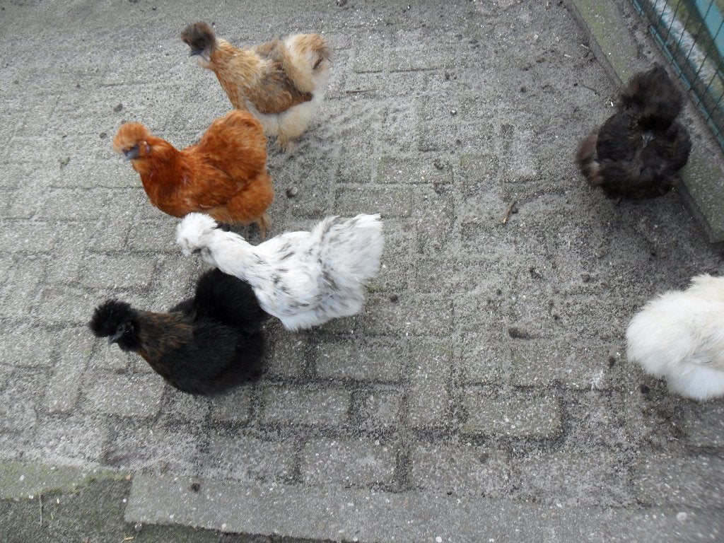 BROEDEIEREN  ZIJDEHOENDERS., Dieren en Toebehoren, Pluimvee, Meerdere dieren, Kip