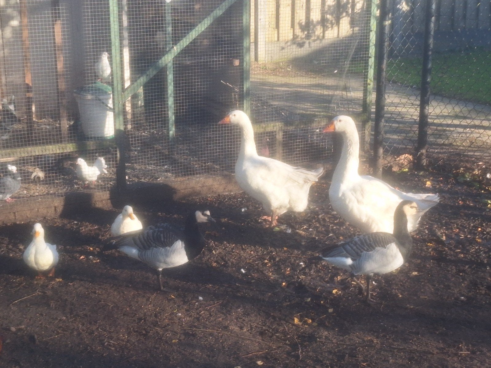 ganzen eendjes, Meerdere dieren, Gans of Zwaan