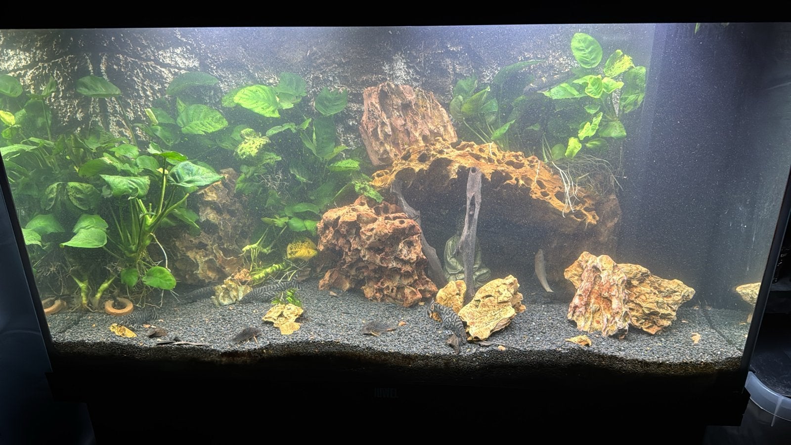 Mooie Rio 125 + onderkast, Ophalen, Inclusief vissen, Juwel, Gevuld zoetwateraquarium