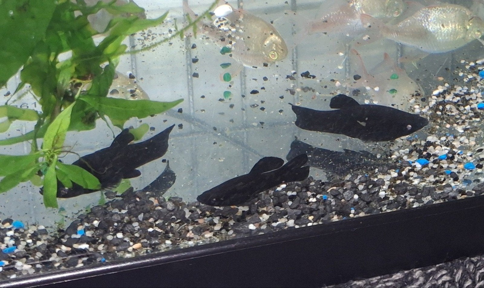 Groep black Molly's, Dieren en Toebehoren, Vissen | Aquariumvissen, Vis