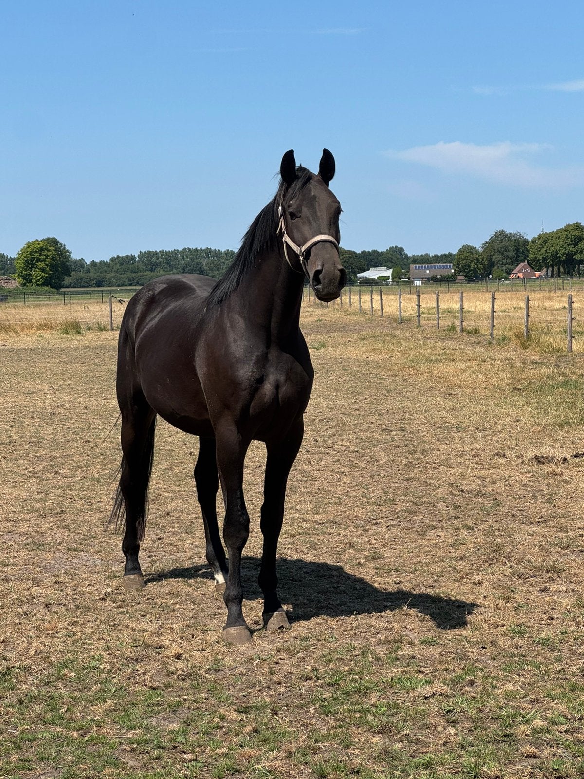 Super lieve 3 jarige ruin, Dieren en Toebehoren, Paarden, Ruin, 3 tot 6 jaar, Dressuurpaard