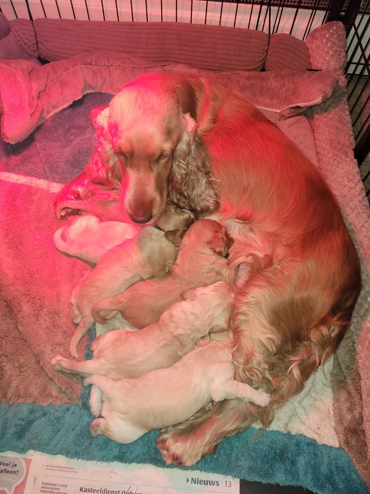 Cockapoo F1 pups 2 reutjes, Dieren en Toebehoren, Honden | Retrievers, Spaniëls en Waterhonden, Overige rassen, 8 tot 15 weken