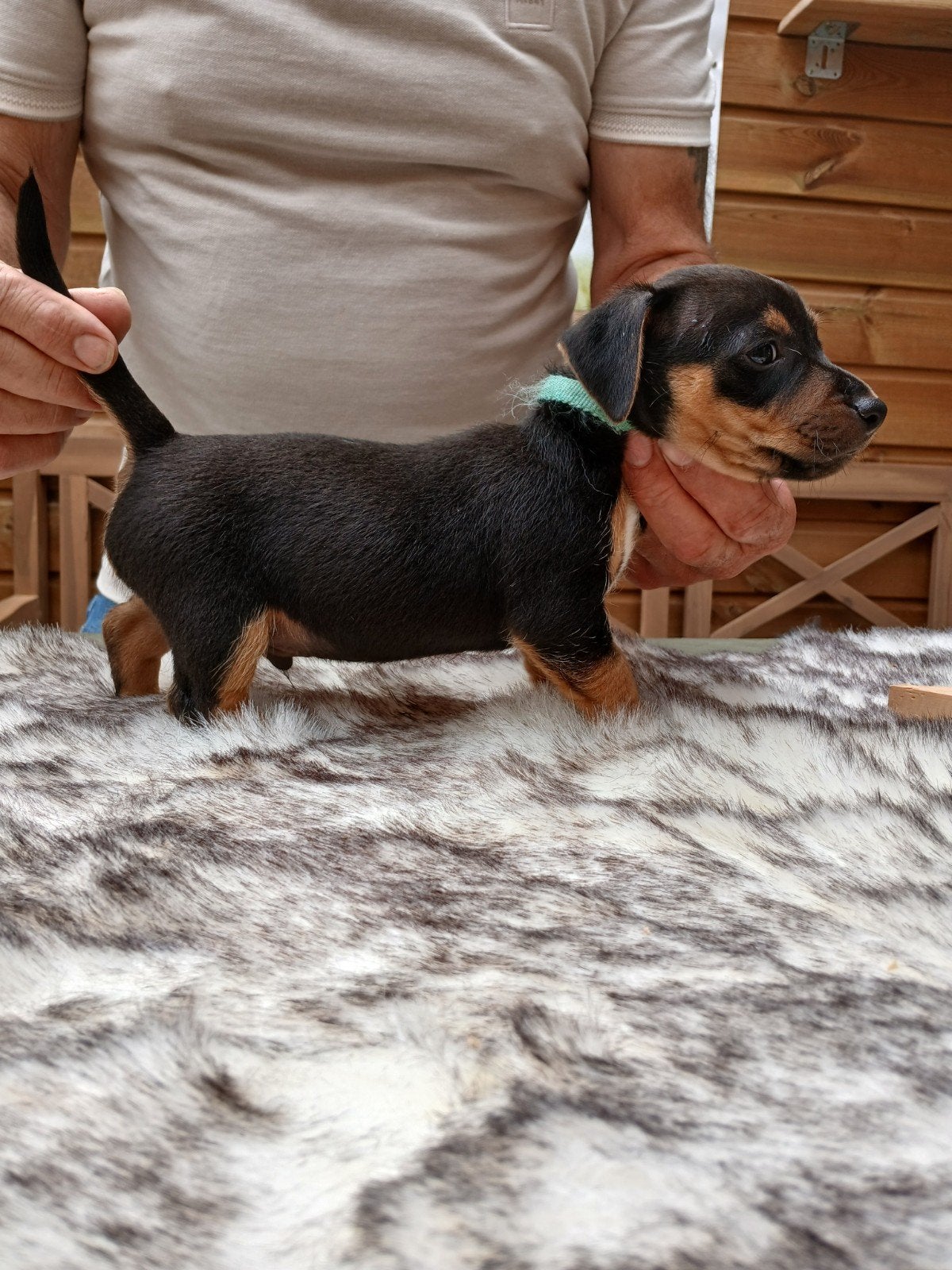 Te koop Jack Russels pups, Parvo, Jack Russell Terriër, 8 tot 15 weken, Meerdere