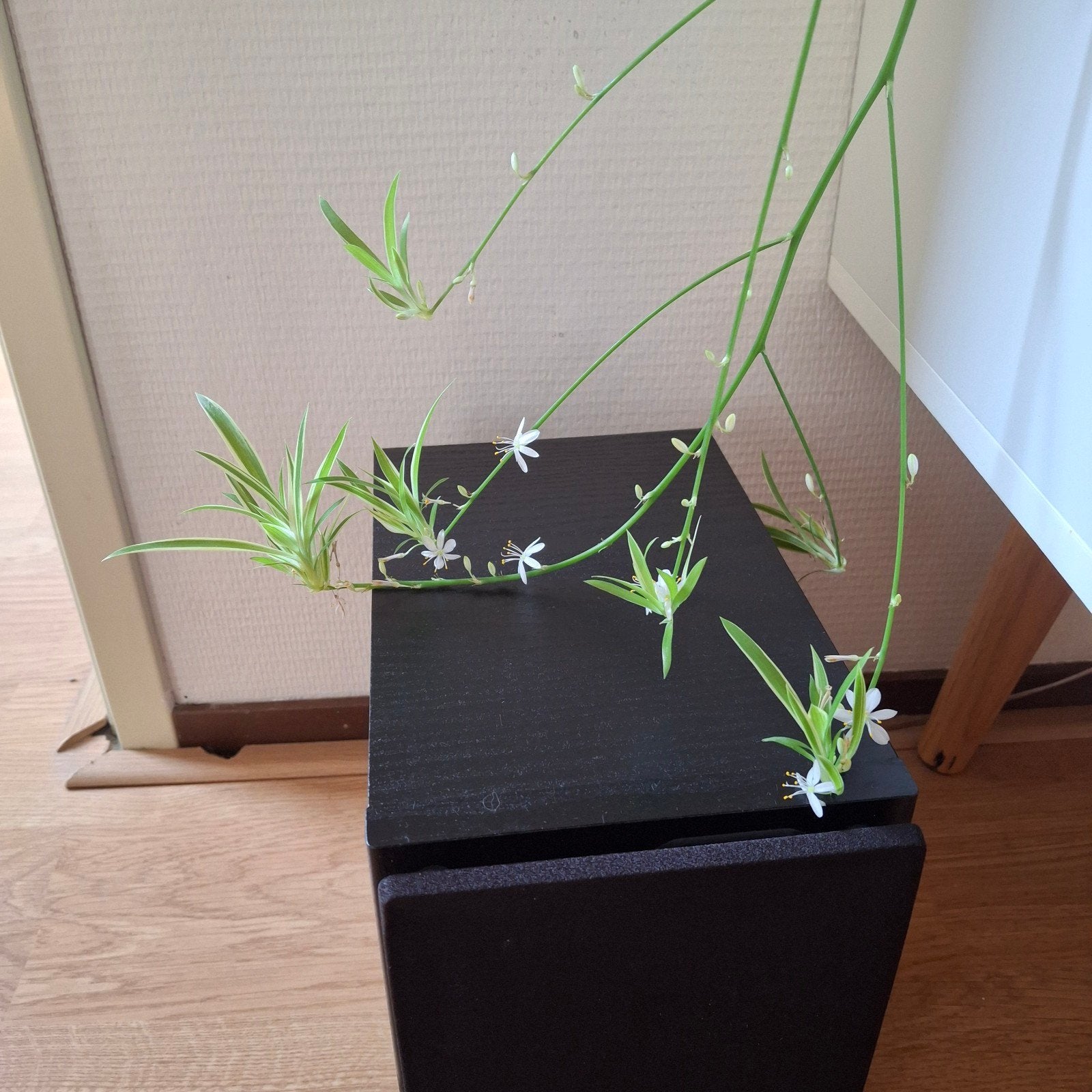 Stekjes graslelie, Groene kamerplant, Ophalen, Minder dan 100 cm