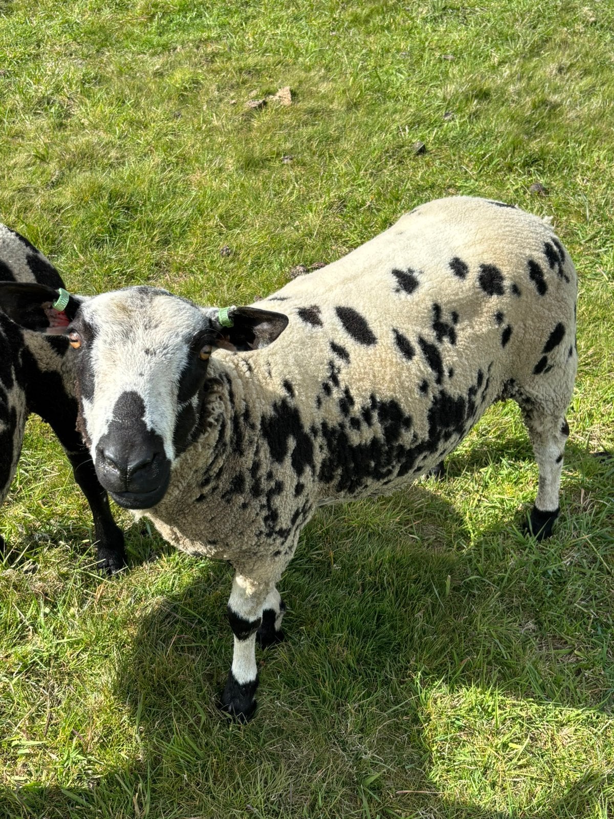 Stamboek bonte ram, Dieren en Toebehoren, Mannelijk, Schaap