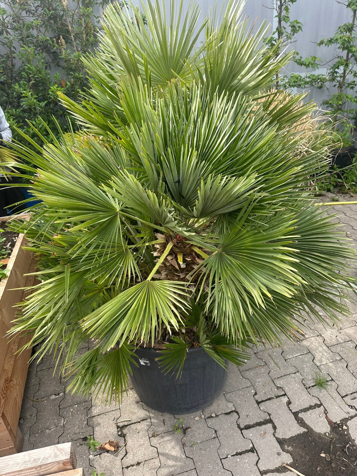 Volle Chamaerops VULCANO palm - 1.80m hoog, 3 stammen, Overige soorten, Volle zon, Vaste plant, Ophalen of Verzenden