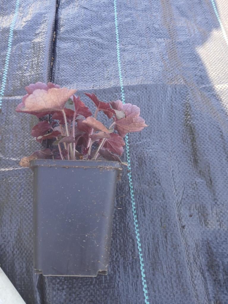 Heuchera roodbladig, Ophalen, Overige soorten, Halfschaduw
