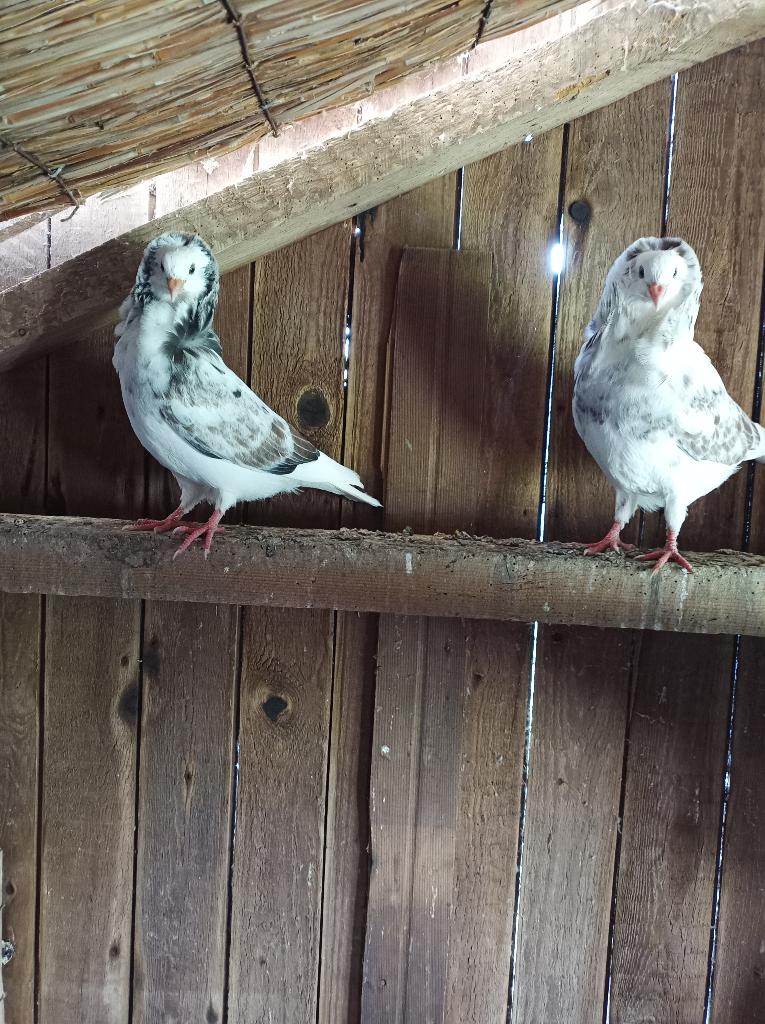 2 mooie bonte oud hollandse kapucijnen sierduiven, Meerdere dieren, Overige soorten