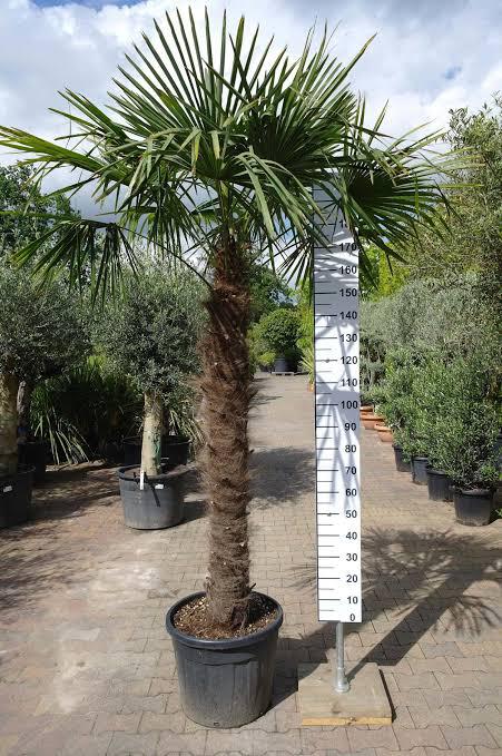 Gezocht: 2 X Trachycarpus Fortunei, Tuin en Terras, Planten | Bomen, 100 tot 250 cm, Zomer, Palmboom, Ophalen