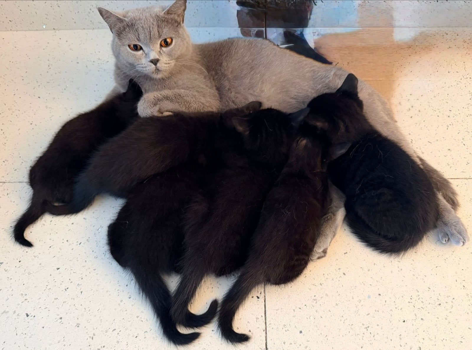 britse/europese korthaar kittens, Dieren en Toebehoren, Meerdere dieren