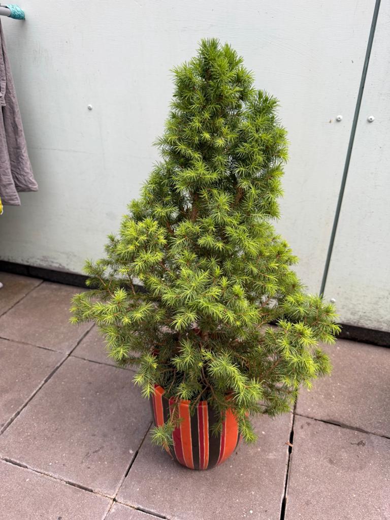Mooie plant in pot, Tuin en Terras, Planten | Tuinplanten, Vaste plant, Overige soorten, Volle zon, Bloeit niet, Ophalen of Verzenden