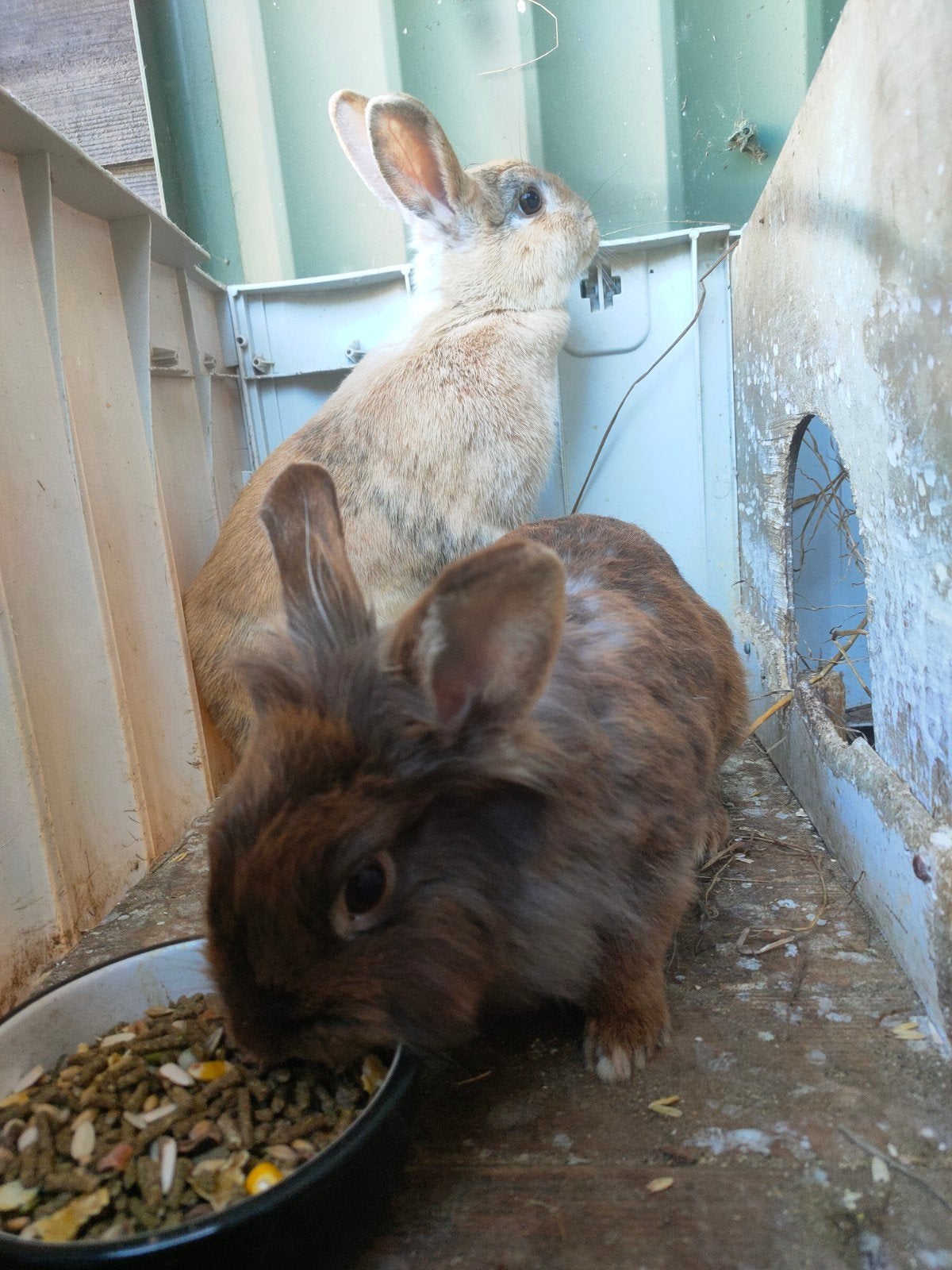 2 vrouwtjes, 1 mannetje, Meerdere dieren, Middelgroot