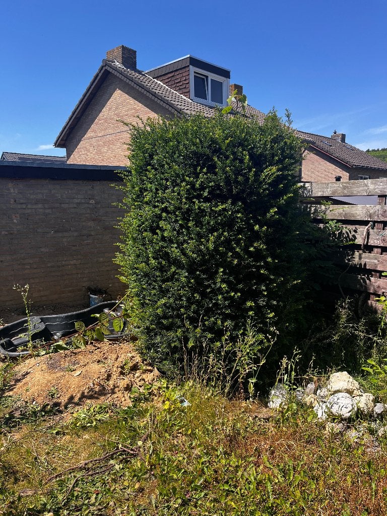 Taxus baccata (gratis afhalen, zelf uitgraven), Vaste plant, Bloeit niet, Halfschaduw, Ophalen