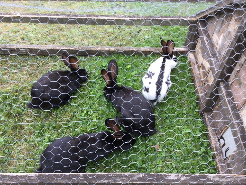 Jonge konijnen Lotharingen groot, Dieren en Toebehoren, Konijnen, Meerdere dieren, Groot, 0 tot 2 jaar
