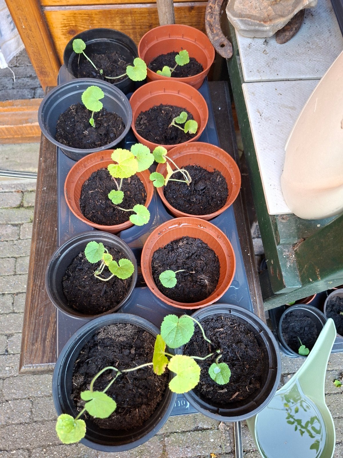 Stokroos plantjes, Ophalen, Eenjarig, Groenteplanten, Volle zon