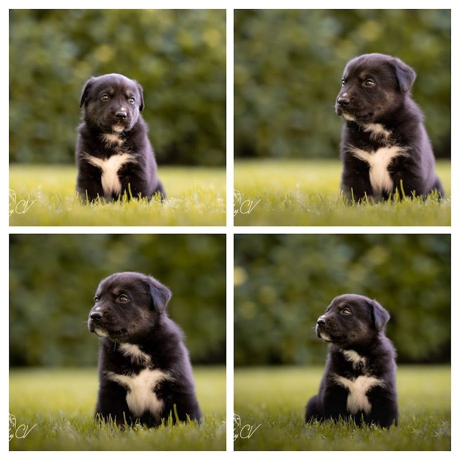 Huskador pupjes laatste 2 (Labrador x Husky), 8 tot 15 weken, Labrador retriever, Meerdere, Meerdere dieren