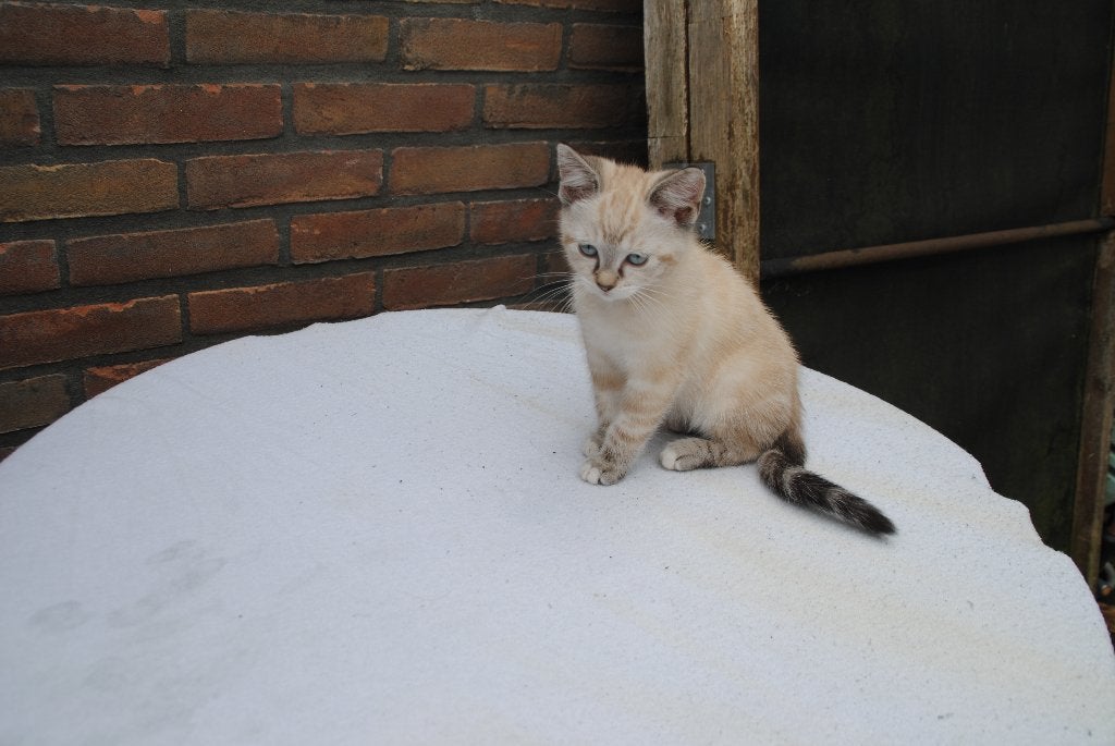 kittens, Dieren en Toebehoren, Poes, Ontwormd, 0 tot 2 jaar