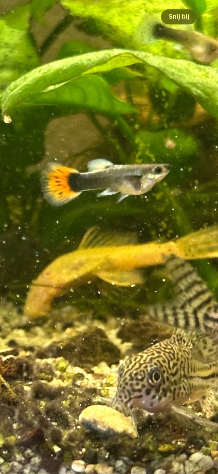 Half volwassen guppen., Dieren en Toebehoren, Vis, Zoetwatervis