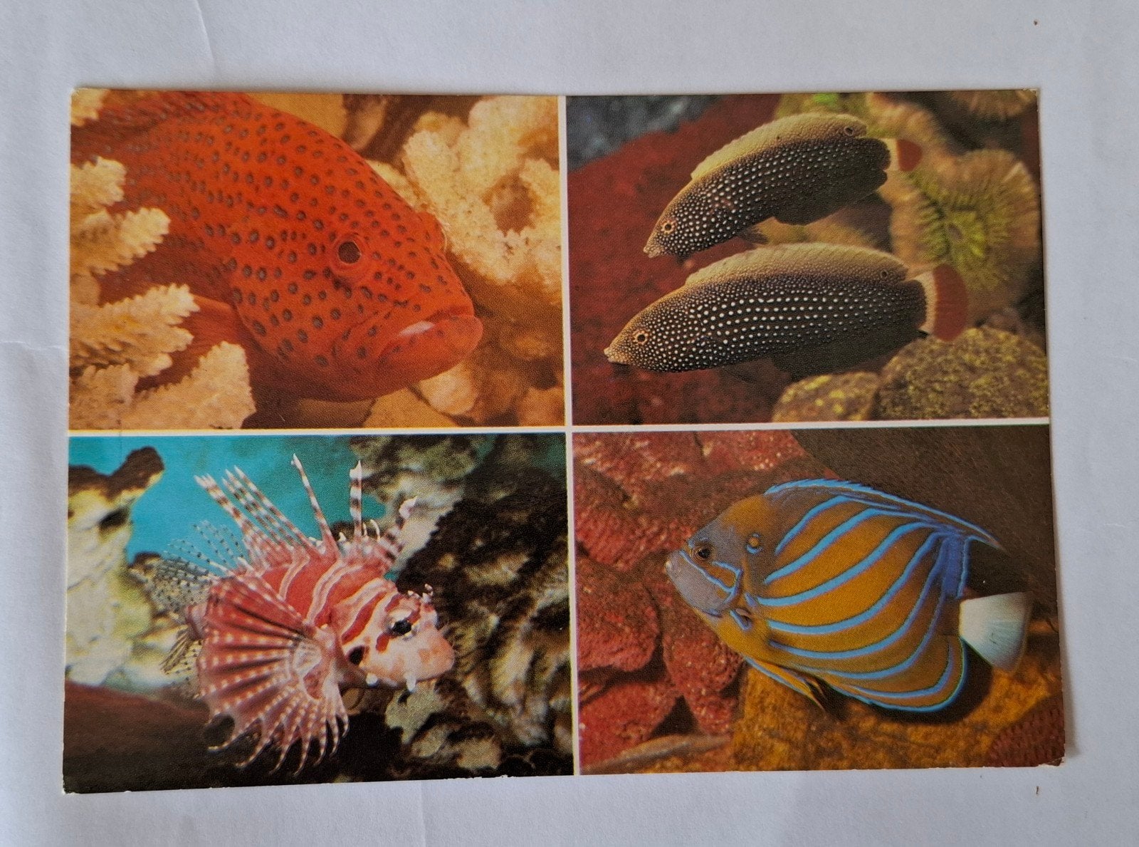 Ansichtkaart Zee-aquarium Bergen aan Zee - Vissen, Ophalen of Verzenden, 1960 tot 1980, Ongelopen, Natuur