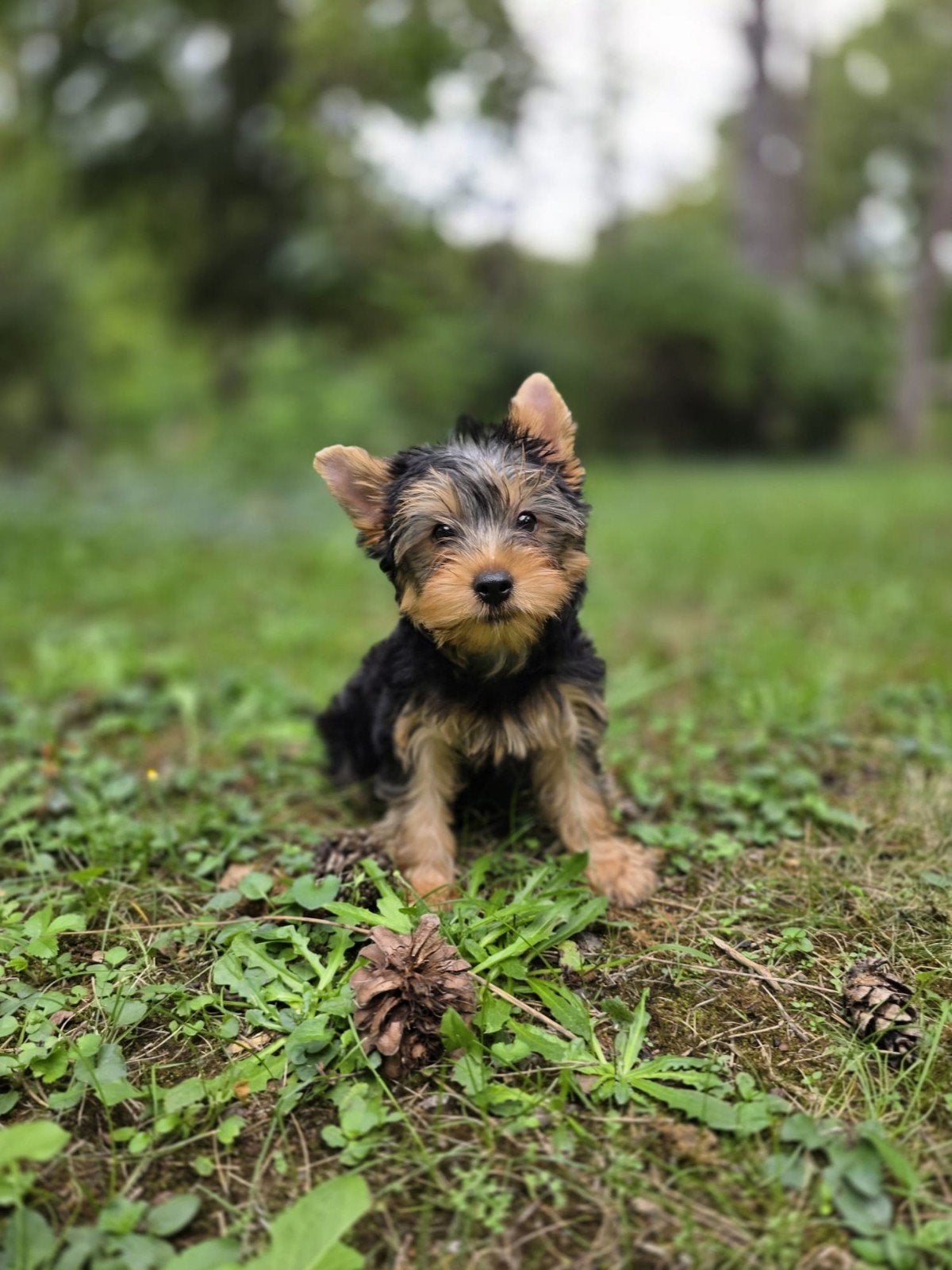 York Shire Terriër Pup, Dieren en Toebehoren, Honden | Jack Russells en Terriërs, Yorkshire Terriër, 15 weken tot 1 jaar, Reu