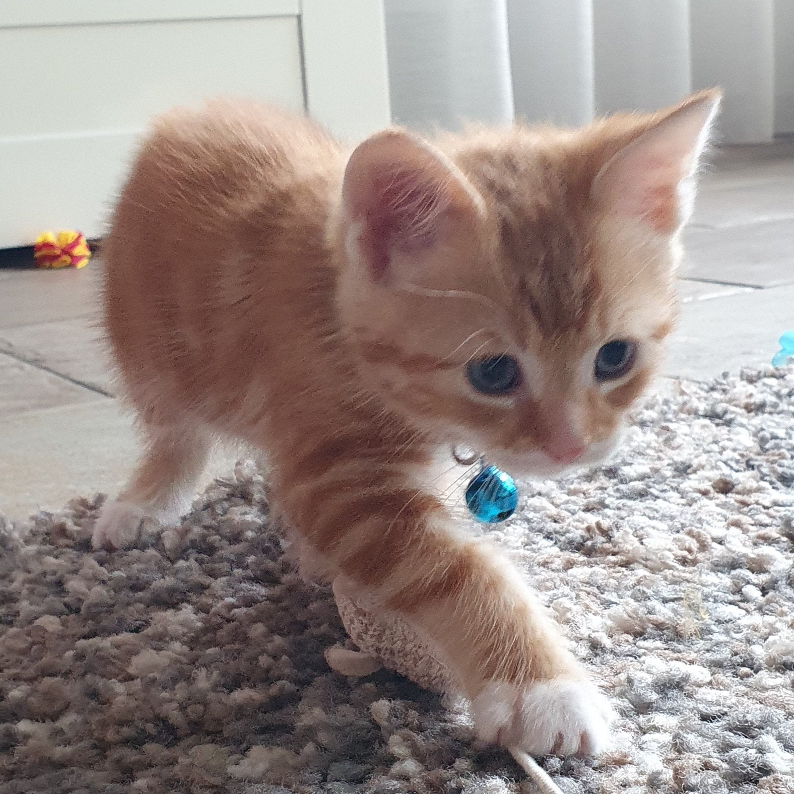 rode kitten, Dieren en Toebehoren, Kater, Kortharig, 0 tot 2 jaar