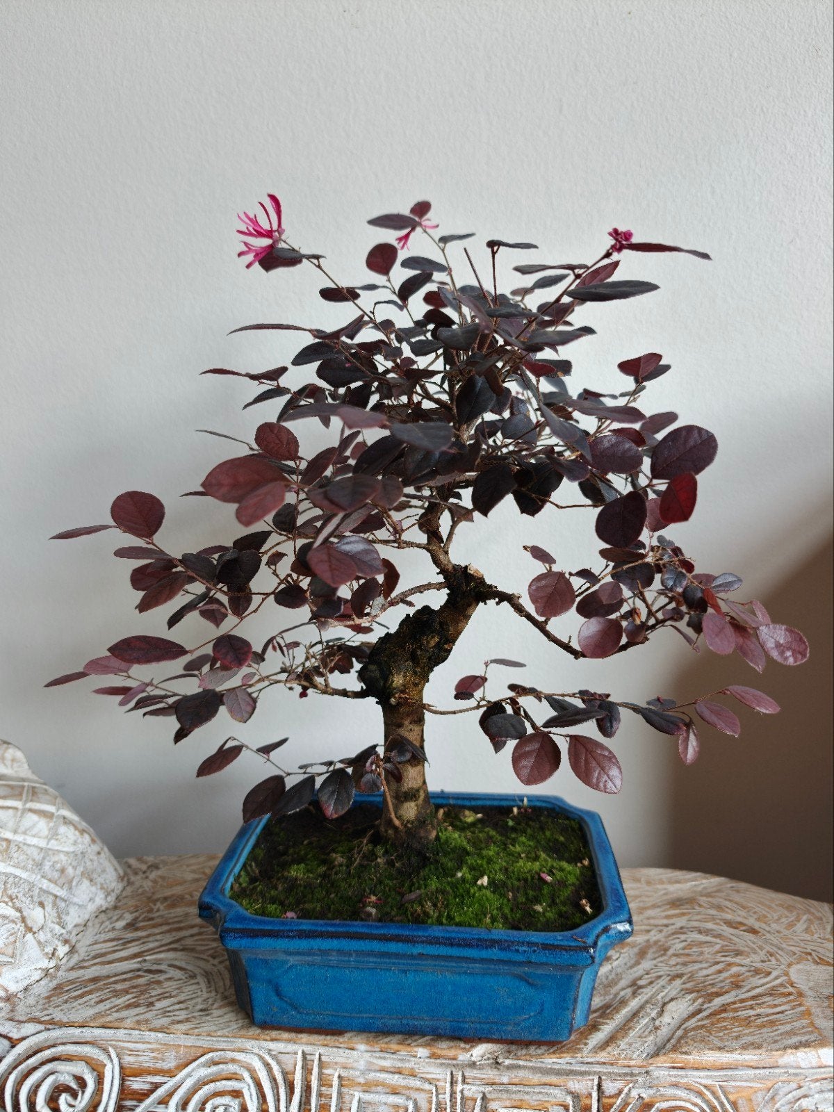 Loropetalum Bonsai, Bloeit niet, Halfschaduw, Minder dan 100 cm, Overige soorten