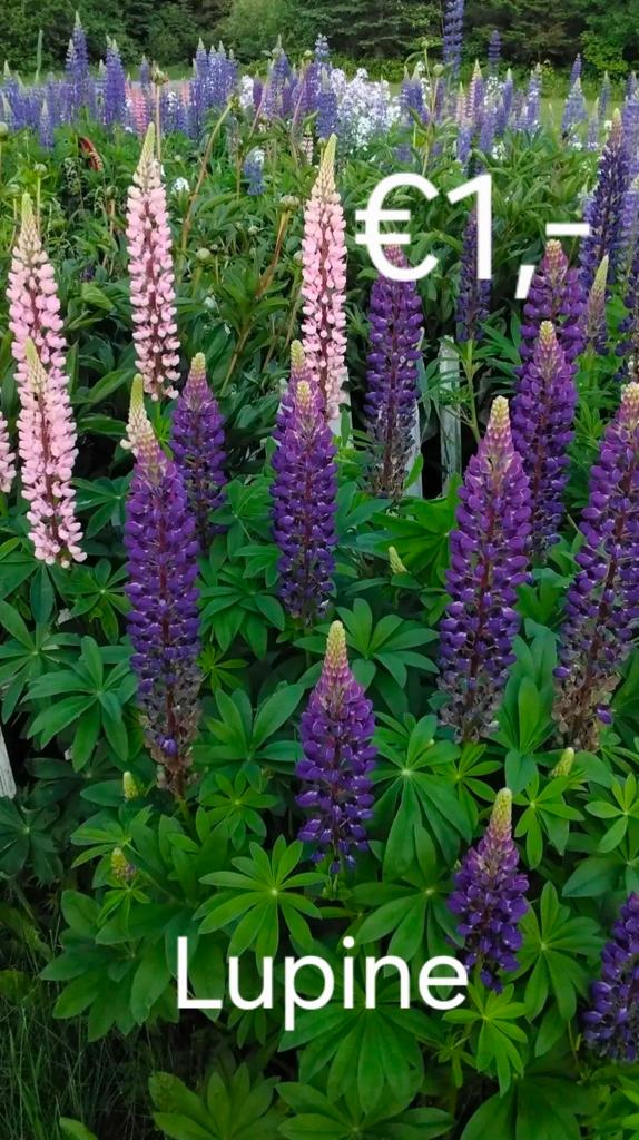 Lupine stekjes, Ophalen