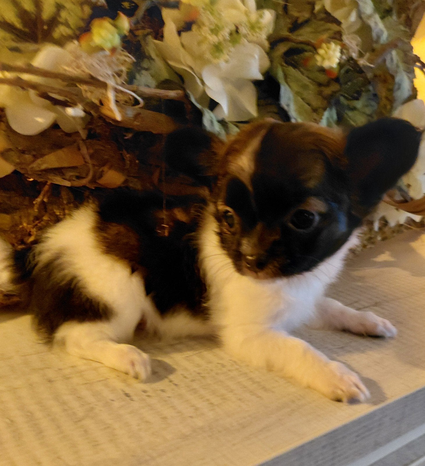 Te koop lanharige chihuahua pups, Reu, 8 tot 15 weken, Parvo, Meerdere