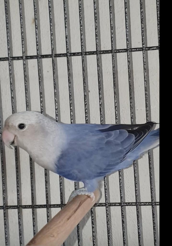 Agapornis roseicollis dame. 2024, Dieren en Toebehoren, Vogels | Parkieten en Papegaaien, Vrouwelijk, Dwergpapegaai of Agapornis