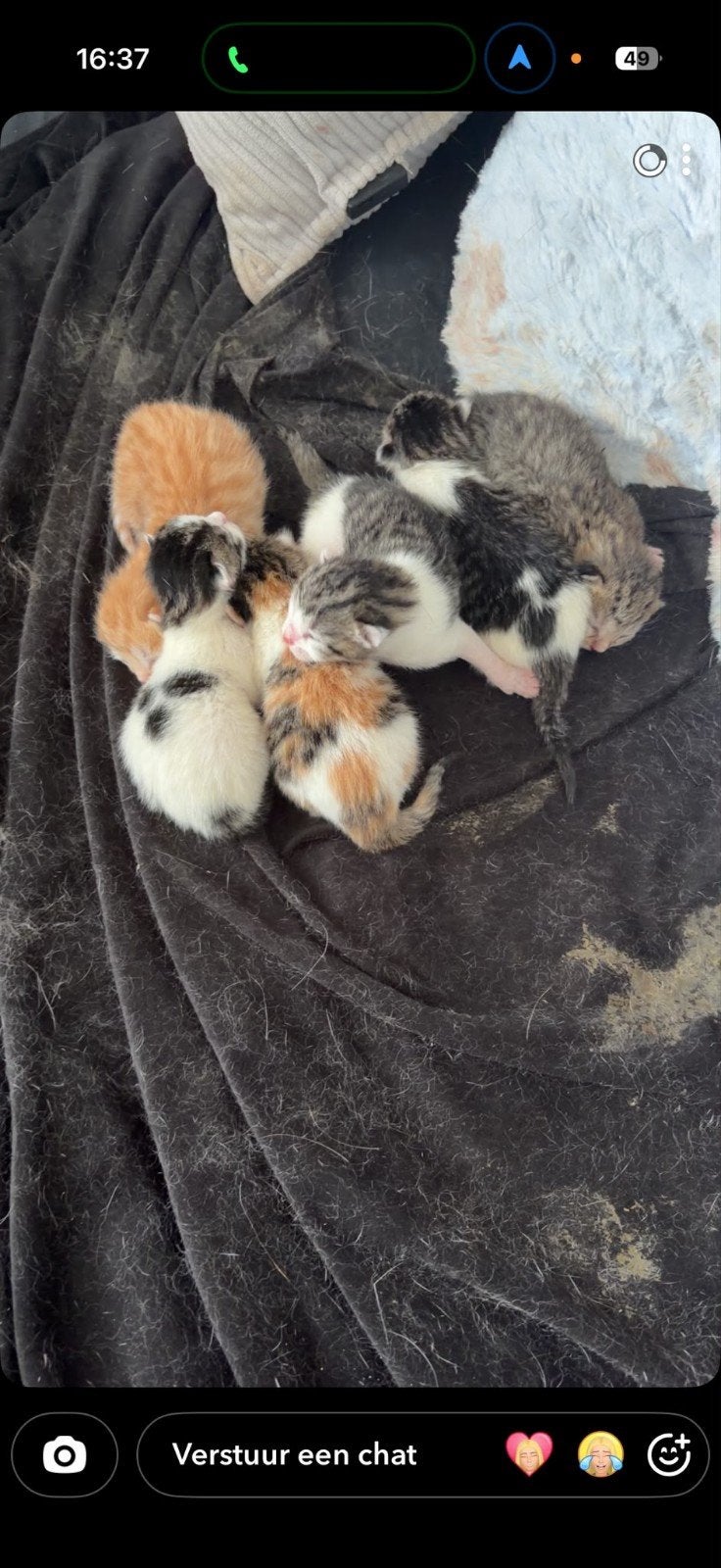 kittens, Dieren en Toebehoren, Geslacht onbekend, Kortharig, 0 tot 2 jaar
