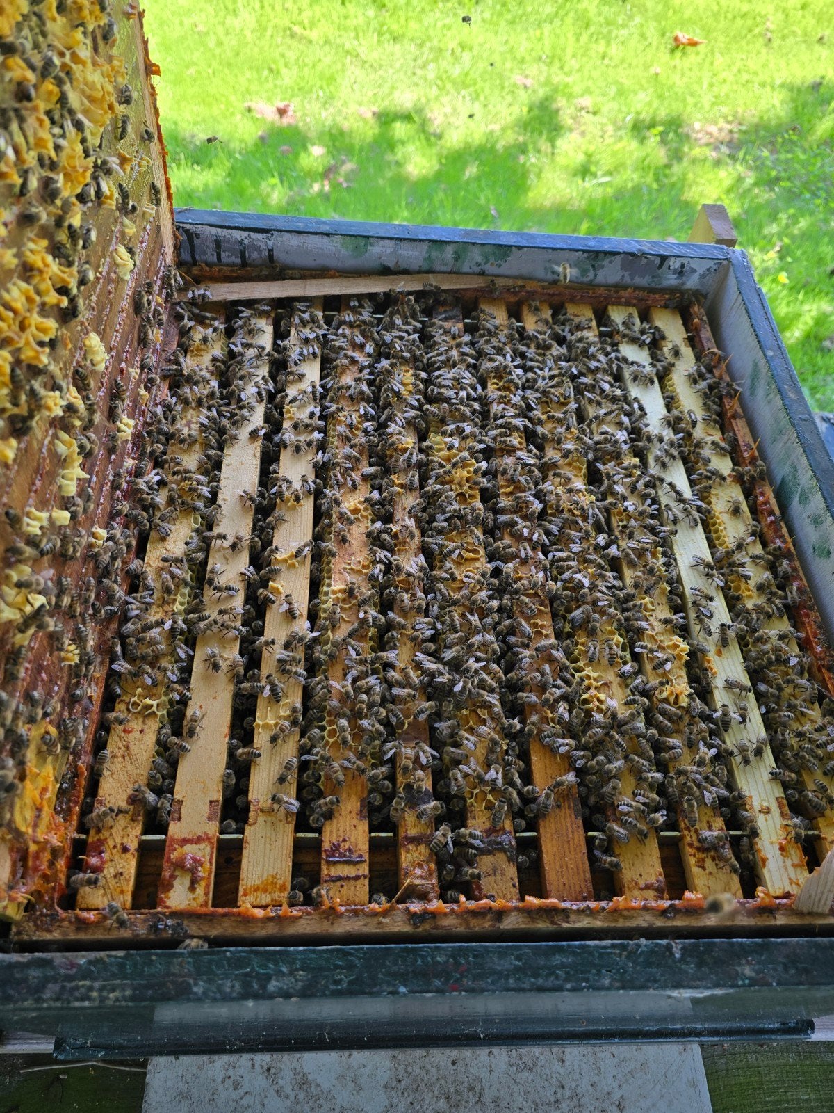 2x bijenvolk op 10 ramen carnica, Dieren en Toebehoren, Insecten en Spinnen, Bijen