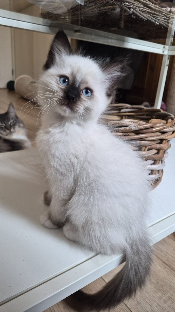 3 Ragdoll katertjes zoeken 5 sterren huisje, Kater, Gechipt, 0 tot 2 jaar