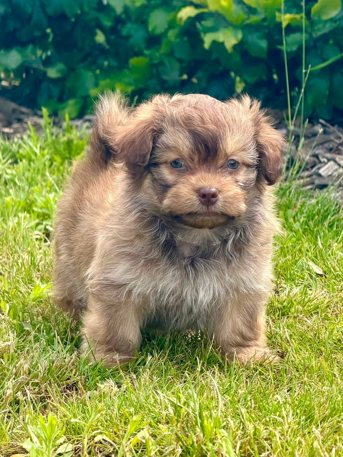 Boomer pups, Nederland, 8 tot 15 weken, Eén hond, Fokker | Professioneel