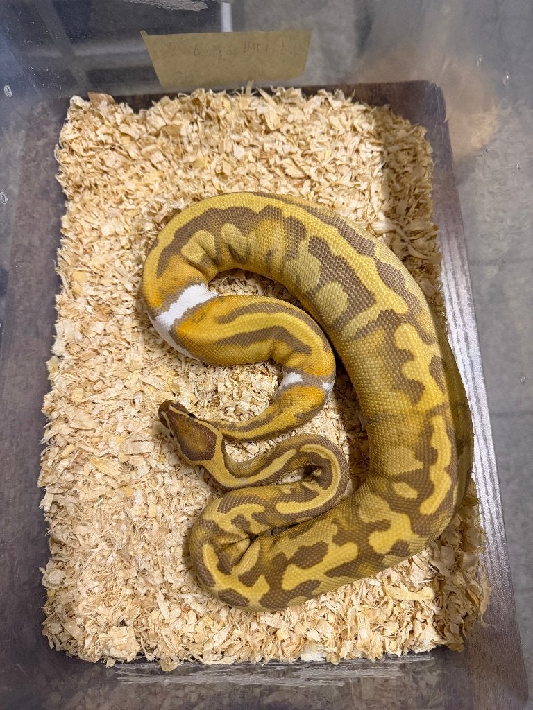 0.1 Ultramel Piedbold (Verkocht), Slang, Tam, 0 tot 2 jaar