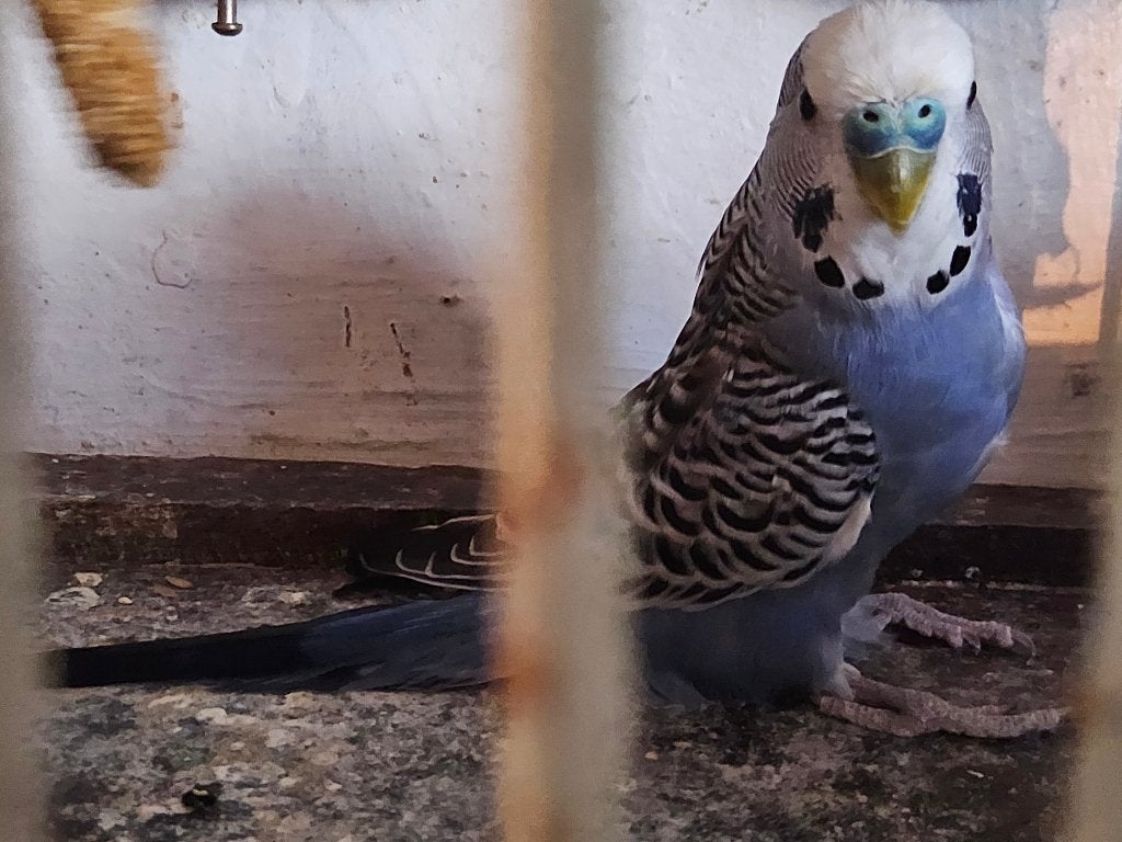grasparkiet 2025 man blauw, Dieren en Toebehoren, Mannelijk, Parkiet