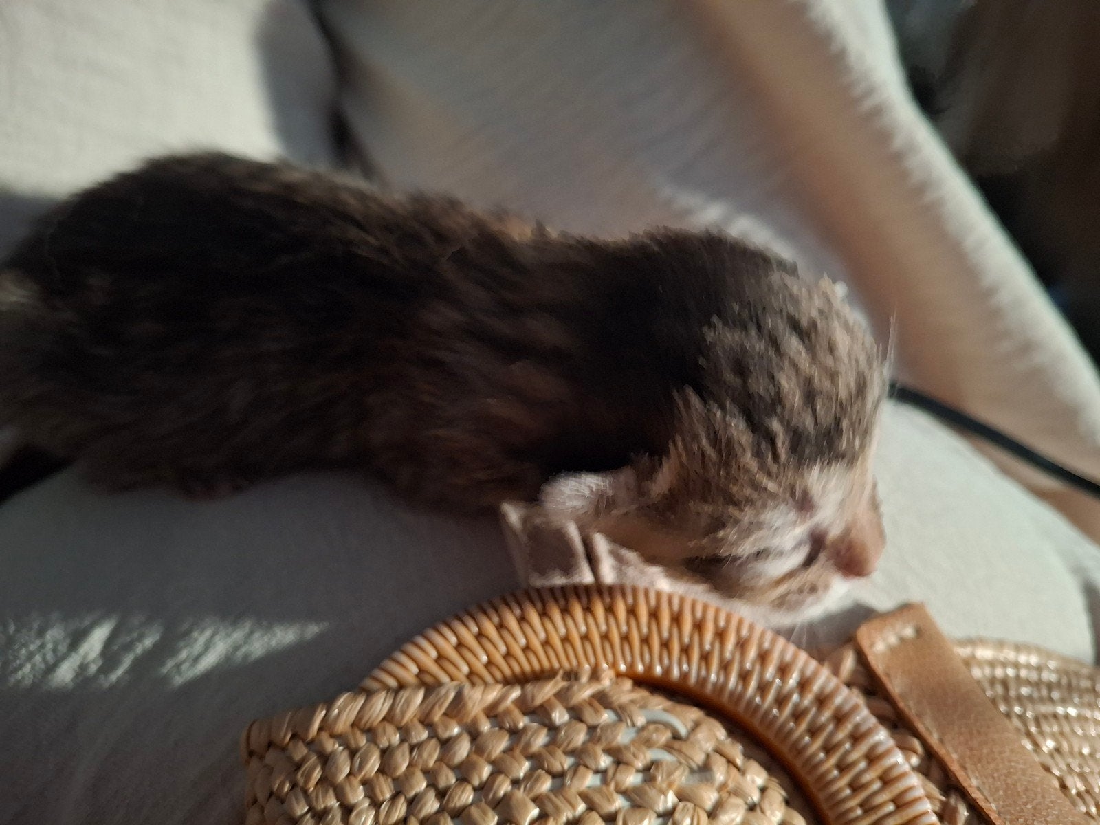 Mooie kittens te koop