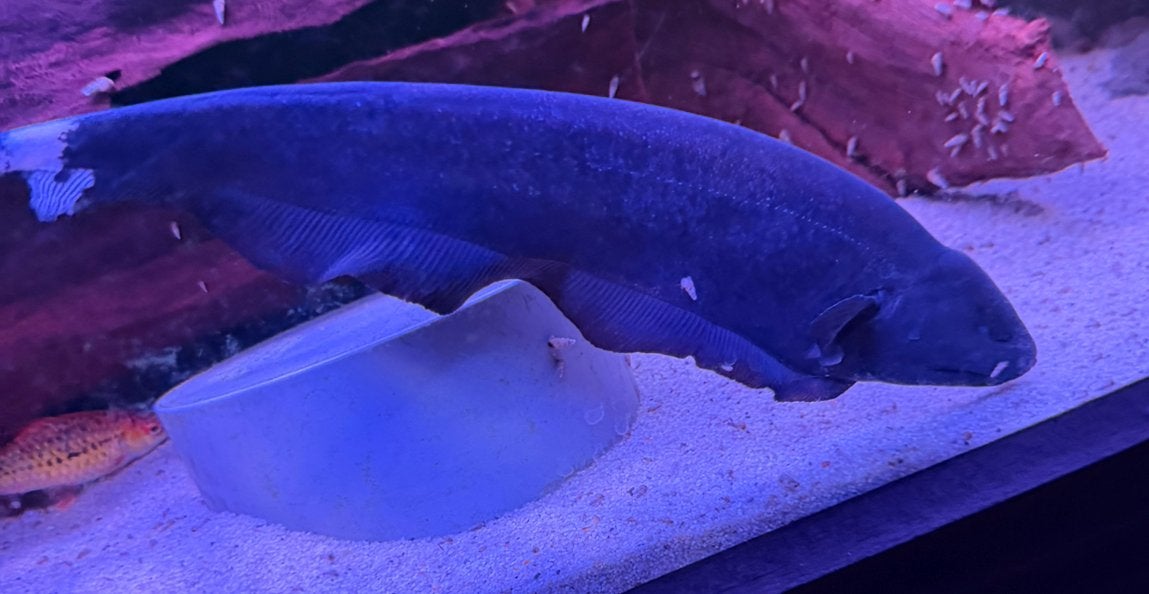 Apteronotus albifrons – Zwarte Mesvis 35-40 cm, Vis