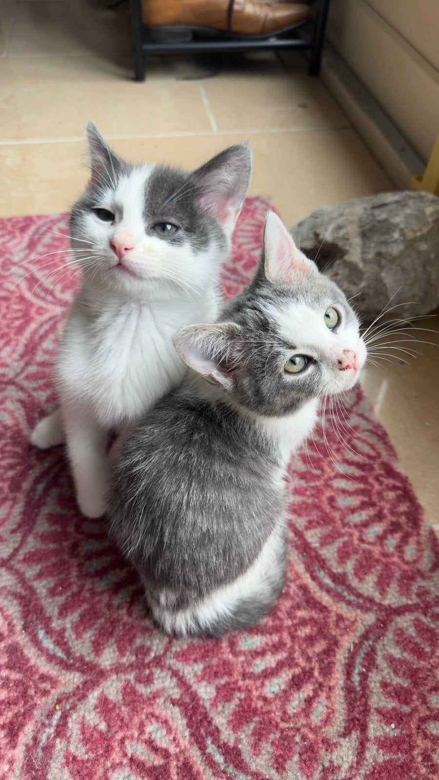 Half Ragdoll kittens zoeken een fijn huis, Meerdere dieren